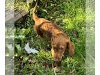 Dachshund PUPPY FOR SALE ADN-845635 - Ckc reg miniature dachshund