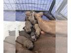 Labrador Retriever PUPPY FOR SALE ADN-845616 - Chocolate Lab puppies
