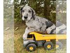 Great Dane PUPPY FOR SALE ADN-845613 - North