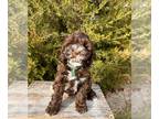 Cockapoo PUPPY FOR SALE ADN-845598 - Arnie