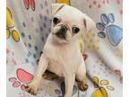 Pug PUPPY FOR SALE ADN-845596 - White Boy Pug Puppy