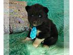 Siberian Husky PUPPY FOR SALE ADN-845726 - Huskies