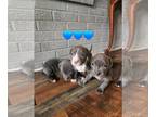 American Pit Bull Terrier PUPPY FOR SALE ADN-845692 - Blue nose pit puppies