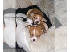 Chihuahua PUPPY FOR SALE ADN-845642 - Chihuahua long hair