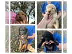 Goldendoodle-Poodle (Standard) Mix PUPPY FOR SALE ADN-845633 - Goldendoodle f1 b