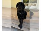 Black Russian Terrier DOG FOR ADOPTION ADN-845716 - Black Russian Terrier Male