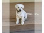 Maltipoo DOG FOR ADOPTION ADN-845713 - Maltipoo male