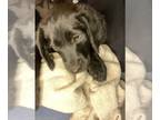 Labradoodle DOG FOR ADOPTION ADN-845747 - FlatCoat Labradoodle Puppy