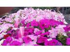 Business For Sale: Garden Center & Nursery