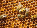 Business For Sale: Pest Control Business