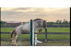 Pony finals prospect