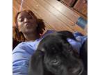 Trustworthy and Affordable Pet Sitter in Blythewood, SC $7.25/Hour