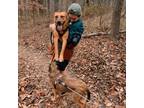 Experienced Pet Sitter/ Dog Walker in Phenix City, Alabama - Trustworthy and