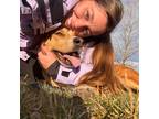 Pet Sitter in Missoula, MT: Reliable & Affordable Care