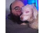 Reliable & Affordable Pet Sitter in Wallaceburg, Ontario $30 Daily