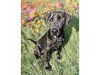 Kole, Labrador Retriever For Adoption In Athens, Tennessee