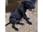Jessie, American Staffordshire Terrier For Adoption In Athens, Tennessee