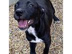 Jasmine, American Staffordshire Terrier For Adoption In Athens, Tennessee