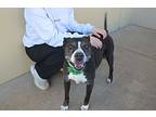 Luna, Staffordshire Bull Terrier For Adoption In Mckinney, Texas