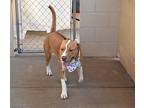 Cider, Staffordshire Bull Terrier For Adoption In Mckinney, Texas