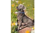 Buck, Labrador Retriever For Adoption In Athens, Tennessee