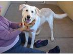 Colt, Labrador Retriever For Adoption In Mckinney, Texas
