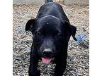 Juno, American Staffordshire Terrier For Adoption In Athens, Tennessee