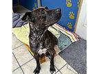 Ember, American Staffordshire Terrier For Adoption In Athens, Tennessee