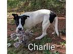 Charlie, Terrier (unknown Type, Medium) For Adoption In Athens, Tennessee