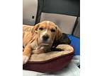 Chrissy, Terrier (unknown Type, Small) For Adoption In Wintersville, Ohio
