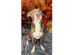 Walker, Terrier (unknown Type, Small) For Adoption In Wintersville, Ohio