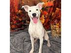 Pringle, Terrier (unknown Type, Small) For Adoption In Wintersville, Ohio