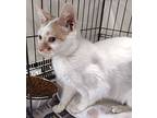 Madre, Domestic Shorthair For Adoption In Albemarle, North Carolina