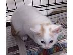 Sofia, Domestic Shorthair For Adoption In Albemarle, North Carolina