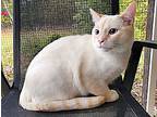 Zen, Siamese For Adoption In Albemarle, North Carolina