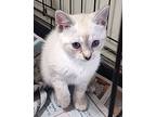 Carmen, Siamese For Adoption In Albemarle, North Carolina