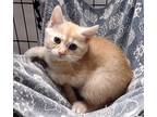 Emilio, Domestic Shorthair For Adoption In Albemarle, North Carolina