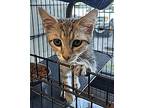Archimedes, Domestic Shorthair For Adoption In Albemarle, North Carolina