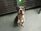 Wraith, American Staffordshire Terrier For Adoption In Raleigh, North Carolina