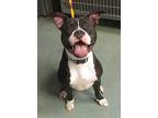 Phoebe, American Staffordshire Terrier For Adoption In Raleigh, North Carolina