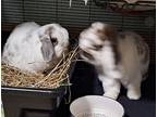 Cosmo, Mini Lop For Adoption In Westford, Massachusetts
