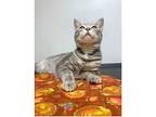 Sterling Nc, Domestic Shorthair For Adoption In Satellite Beach, Florida