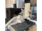 Silver Bella Nc, Domestic Shorthair For Adoption In Satellite Beach, Florida