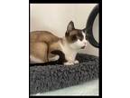 Primark, Domestic Shorthair For Adoption In Satellite Beach, Florida