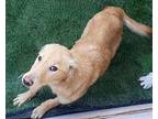 Mona, Golden Retriever For Adoption In Inglewood, California