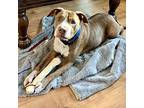 Bebe, American Staffordshire Terrier For Adoption In San Juan Capistrano