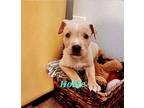 Hobie, American Staffordshire Terrier For Adoption In San Juan Capistrano