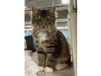 Bruce, Domestic Mediumhair For Adoption In Lincoln, Nebraska