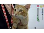 Mikey, Domestic Shorthair For Adoption In Lincoln, Nebraska