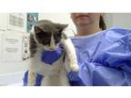 Alani, Domestic Shorthair For Adoption In Lincoln, Nebraska
